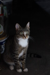Kot siedzący w piwnicy - obrazy, fototapety, plakaty