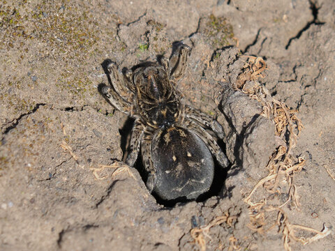 The Wolf Spider on the burrow, Lycosa singoriensis