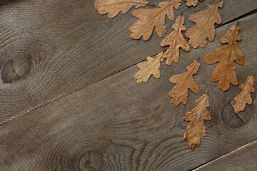 wooden background, oak leaves, wood texture