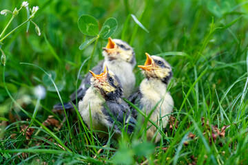 Junge Blaumeisen im Gras © Donnerbold