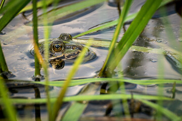 frog in the pond