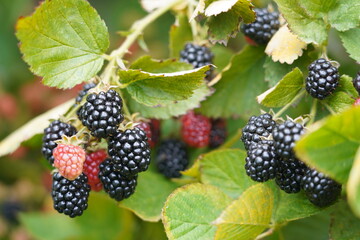 blackberries on bush