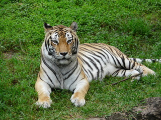 Fototapeta na wymiar Tiger basking in the sunlight