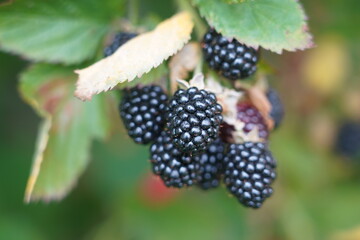 blackberries