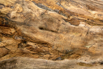 drewno wypłukane przez wodę naturalne  wallpaper tapeta tło - obrazy, fototapety, plakaty