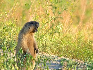 A young steppe marmot stands near the burrow and screams about danger on a summer sunny day. Marmot in natural habitat in the wild, close-up.