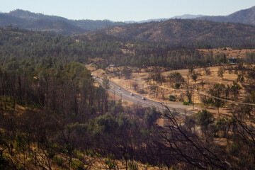Trees burned in the Carr Fire line Highway 299 in Redding, California.