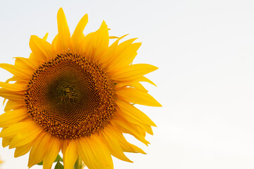 Obraz premium sunflower