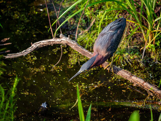 tri-colored heron making friends with a turtle in the water