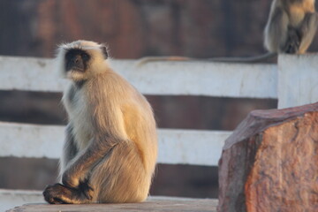 Indian Baboon in the wild 