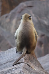 Indian Baboon in the wild 