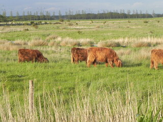 cows grazing in a field