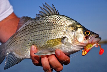 A silvery white bass caught on a jig