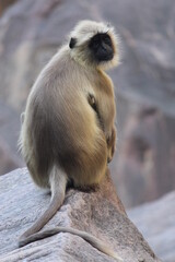 Obraz premium Indian Baboon in the wild 