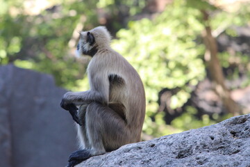 Indian Baboon in the wild 