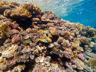 colorful corals and exotic fishes at the bottom of the red sea. beautiful natural summer background