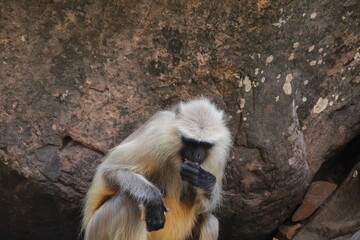 Indian Baboon in the wild 