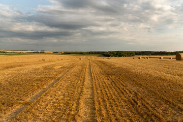 Round sheaves of straw against the background of the field to the horizon and the beautiful sky.