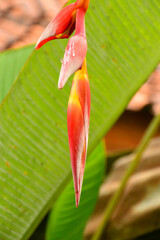 Heliconia, false bird of paradise