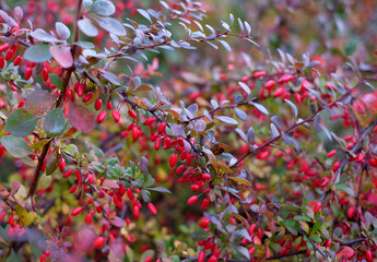 Abstract nature background of red cornus mas berry