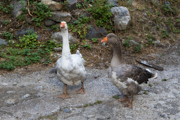 Gänse in den Straßen von Taüll
