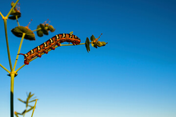 Side view of a caterpillar of butterfly