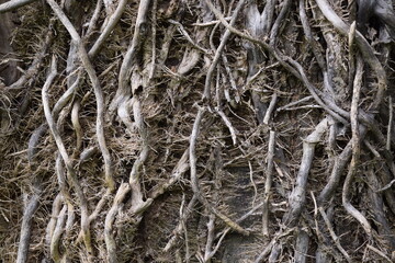 roots of a tree