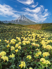Fototapeta premium Russia, Kamchatka. View of the Vilyuchinsky volcano with rhododendrons in foreground.