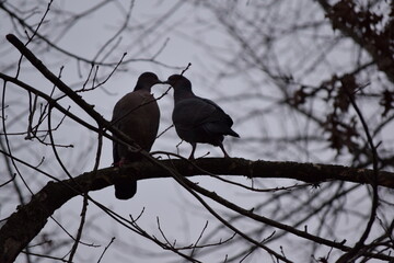 Bird Love