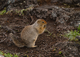 Naklejka na ściany i meble The ground squirrel stands on its hind legs on ground and eats grain.