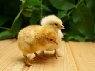 Two yellow new born Chick on a background of plants.