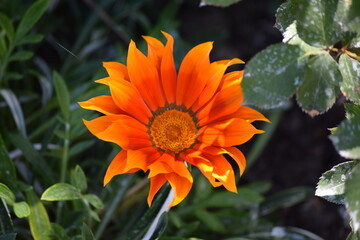 orange flower in the garden