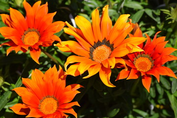orange flower