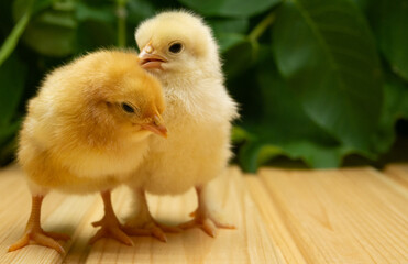 Two yellow new born Chick on a background of plants.