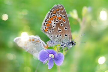 Two butterfly on a small blue flower in summer in rays morning light on nature, soft focus macro with beauty round bokeh.
