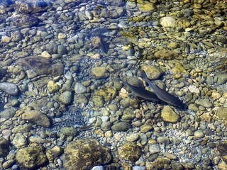 Crystal clear transparent sea water with pebbles, stones, gravel seabed. Fish in sea water. Clean summer ocean waters. Pebble beach by Mediterranean coast.