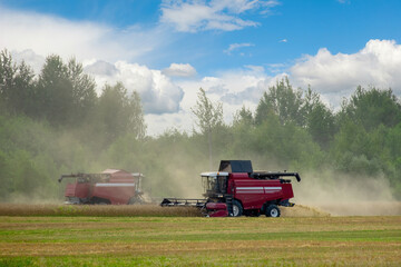 Fototapeta premium Two combine harvester harvest wheat crop in the clouds of dust