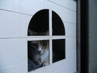 cat behind the window