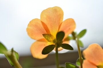 Portulaca al trasluz