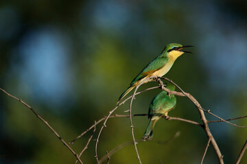 bird on a branch