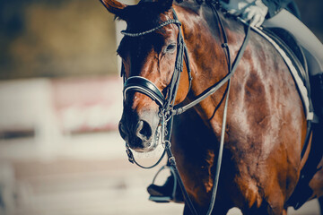 Portrait sports stallion in the bridle. Equestrian sport.