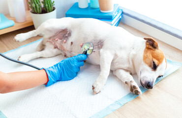 Veterinary post-operative care for pets. A vet doctor examines a dog Jack Russell Terrier lying under anesthesia on a disposable diaper, listening to his breath or heart with a stethoscope.