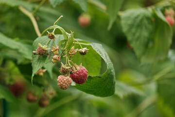 Raspberry berries on a bush.