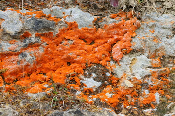 Orange Lichen Fungi growing on a Rock in a Nature Reserve, County Durham, England, UK.