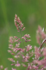 Close up image of Common Velvet Grass or Holcus Ianatus at a Nature Reserve in County Durham, England, UK.