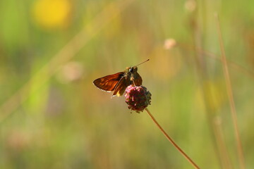 Small Skipper Moth Feeding on a Plant, County Durham, England, UK.