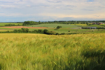 Fototapeta na wymiar Blue Sky and Wheat Fields on a Summer Day near Sedgefield, County Durham, England, UK.