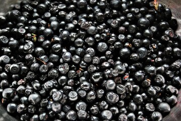 czarne jagody nazbiezrane w lesie - 448432118