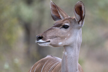 Portrait of african female greater kudu ewe antelope