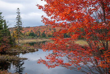 Autumn at Algonquin with bright red leafs